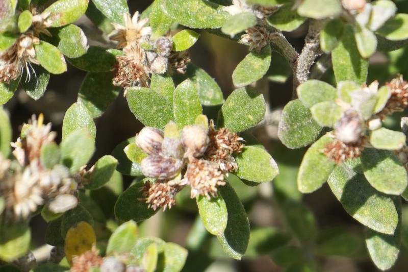 Baccharis phylicoides photo 5