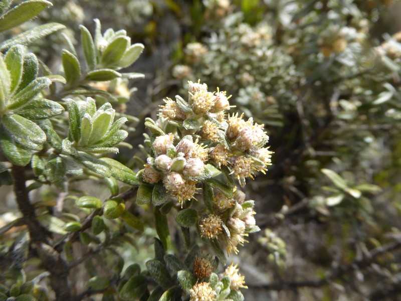 Baccharis phylicoides photo 6