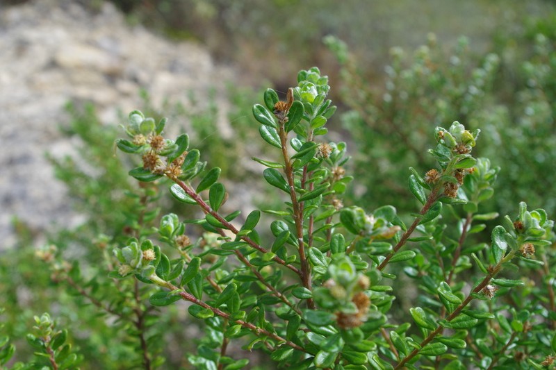 Baccharis phylicoides photo 7