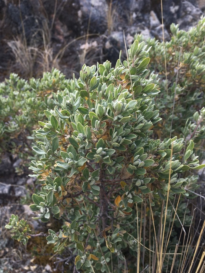 Baccharis phylicoides photo 8