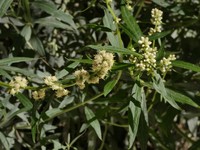 Baccharis phyteuma