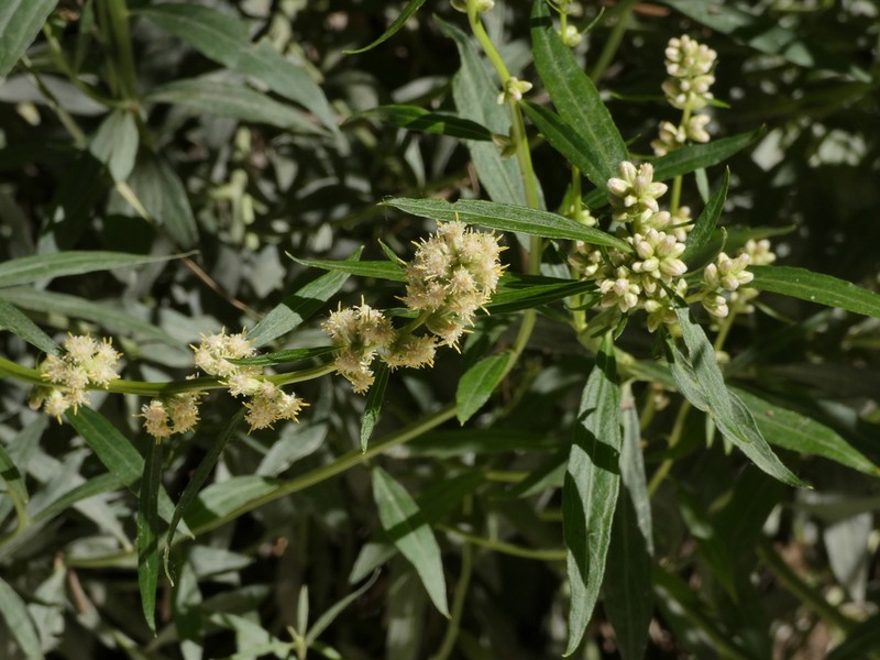 Baccharis phyteuma