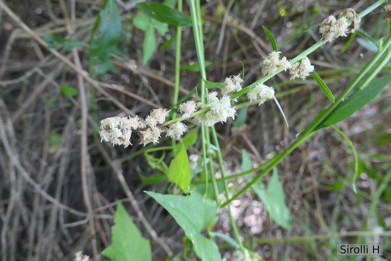 Baccharis phyteuma photo 3