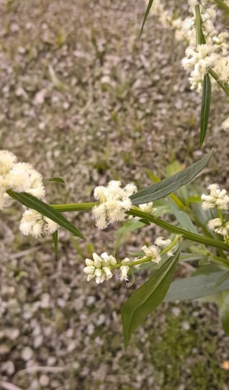 Baccharis phyteuma photo 4