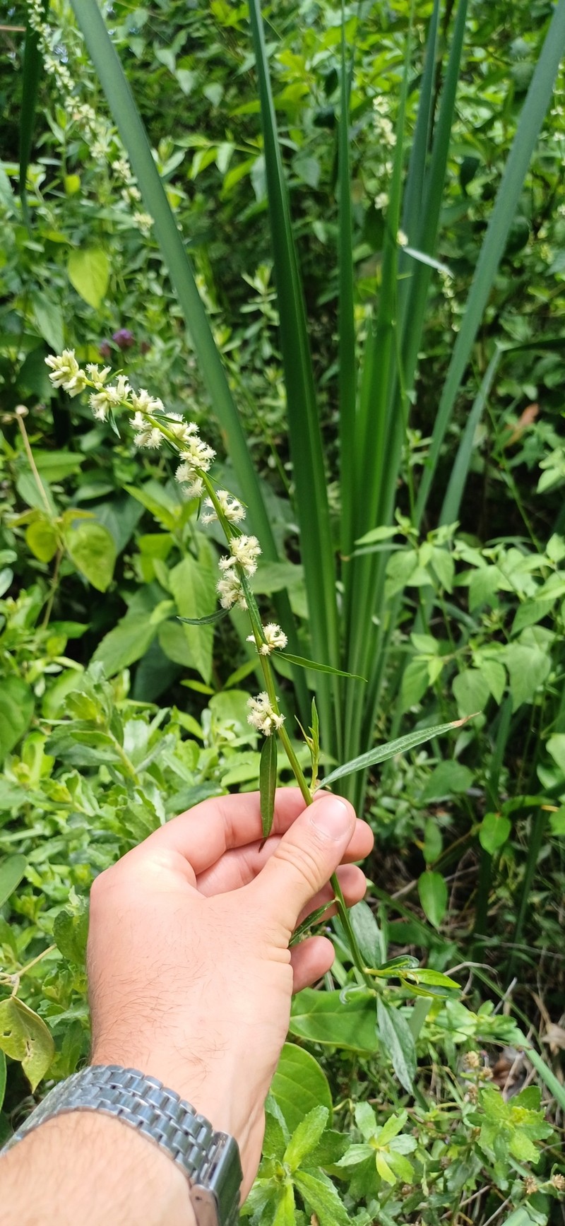 Baccharis phyteuma photo 6