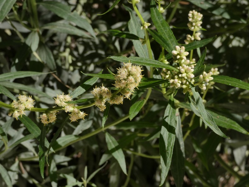Baccharis phyteuma photo 7