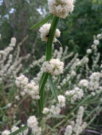 Baccharis phyteumoides