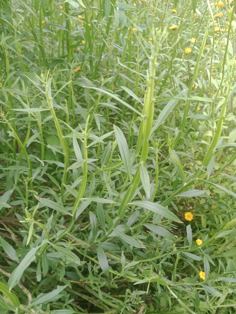 Baccharis phyteumoides photo 2