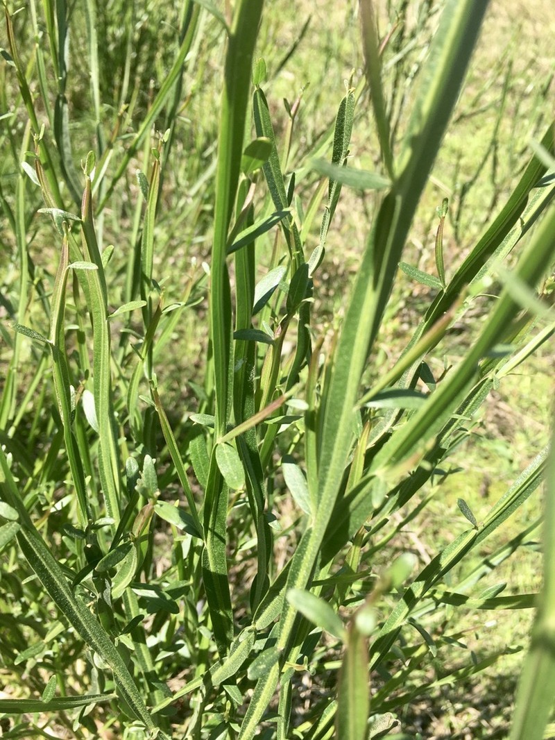 Baccharis phyteumoides photo 3