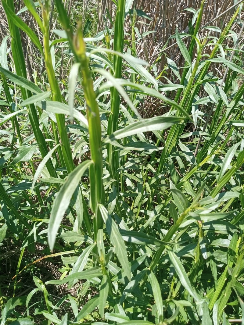 Baccharis phyteumoides photo 4