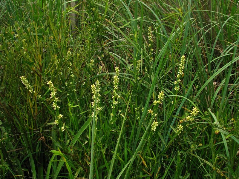 Baccharis phyteumoides photo 5