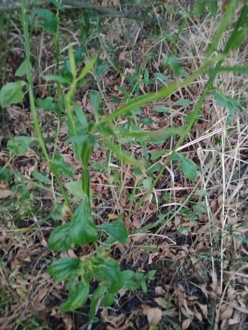 Baccharis phyteumoides photo 6