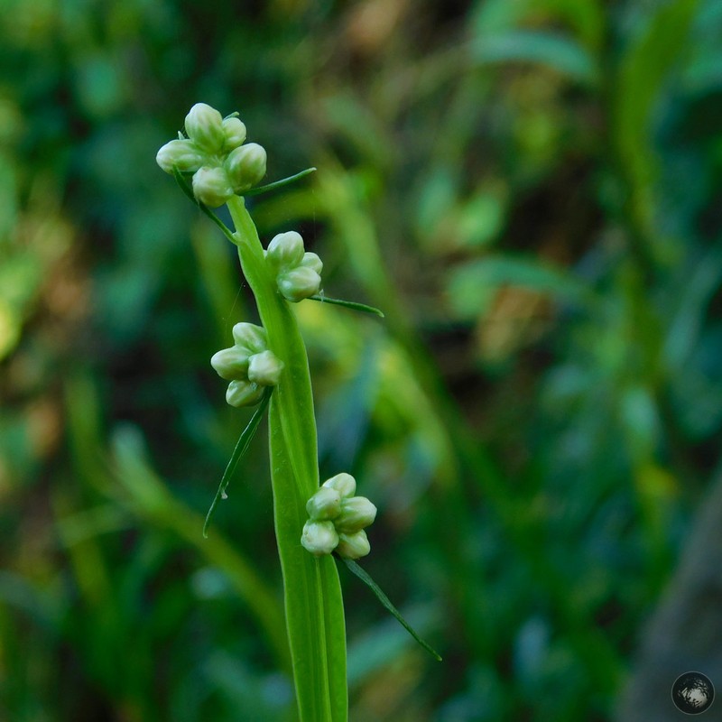 Baccharis phyteumoides photo 7