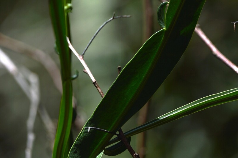 Baccharis phyteumoides photo 8