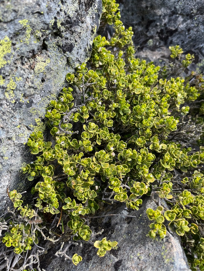 Baccharis pilcensis
