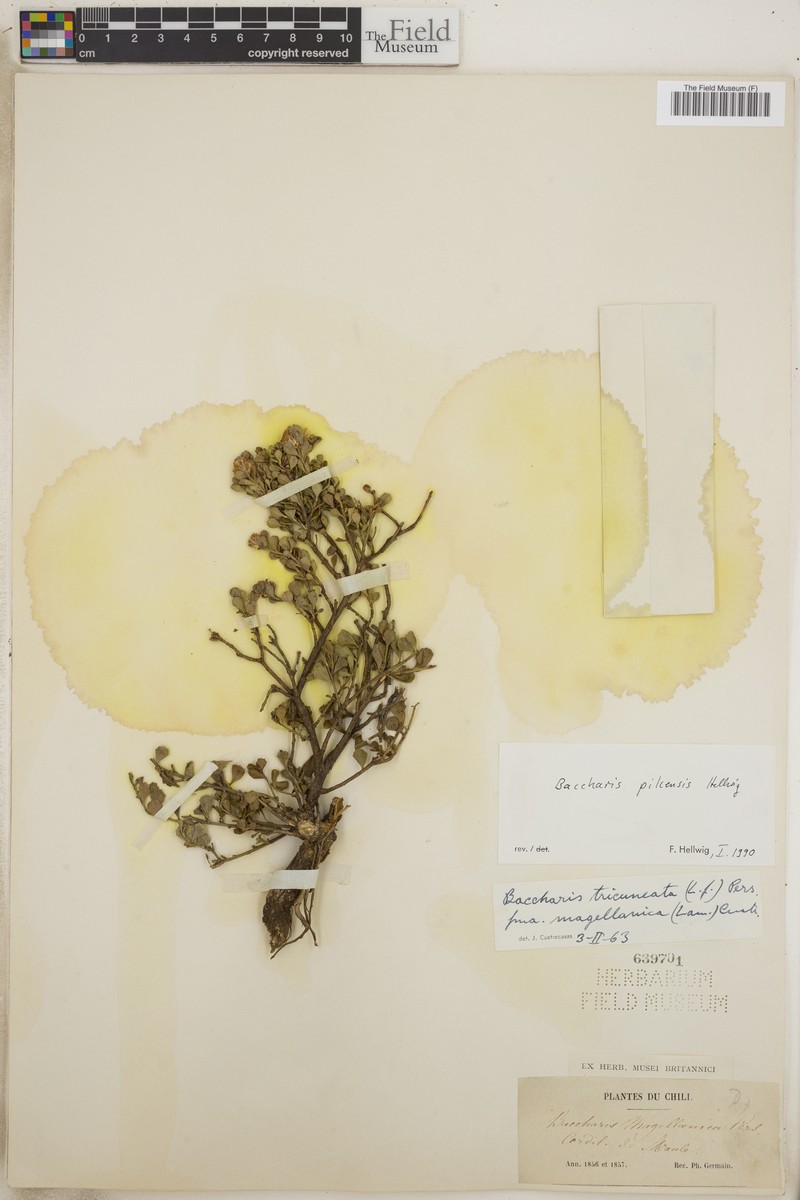 Baccharis pilcensis photo 3