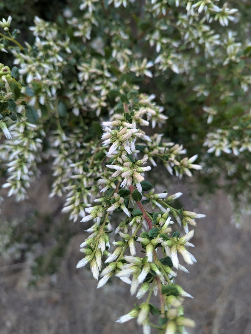 Coyotebrush photo 2