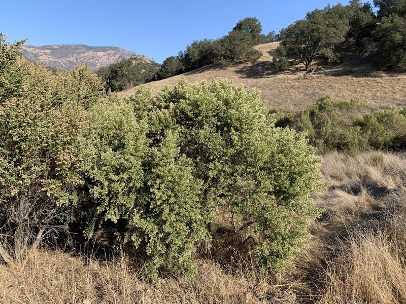 Coyotebrush photo 3