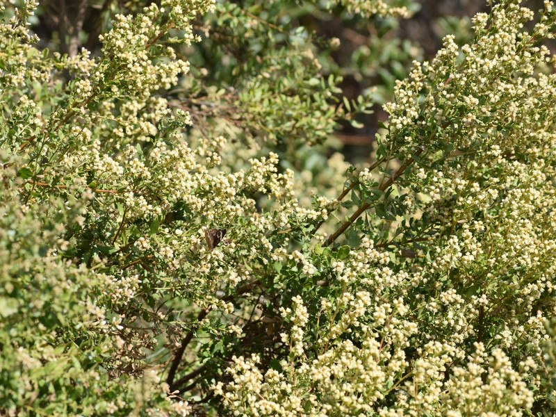 Coyotebrush photo 6