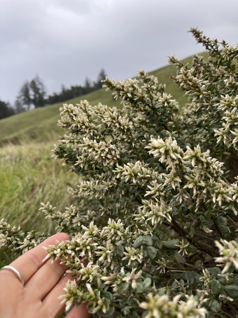 Baccharis pilularis subsp. consanguinea