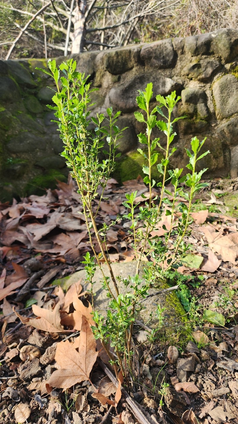 Baccharis pilularis subsp. consanguinea photo 2