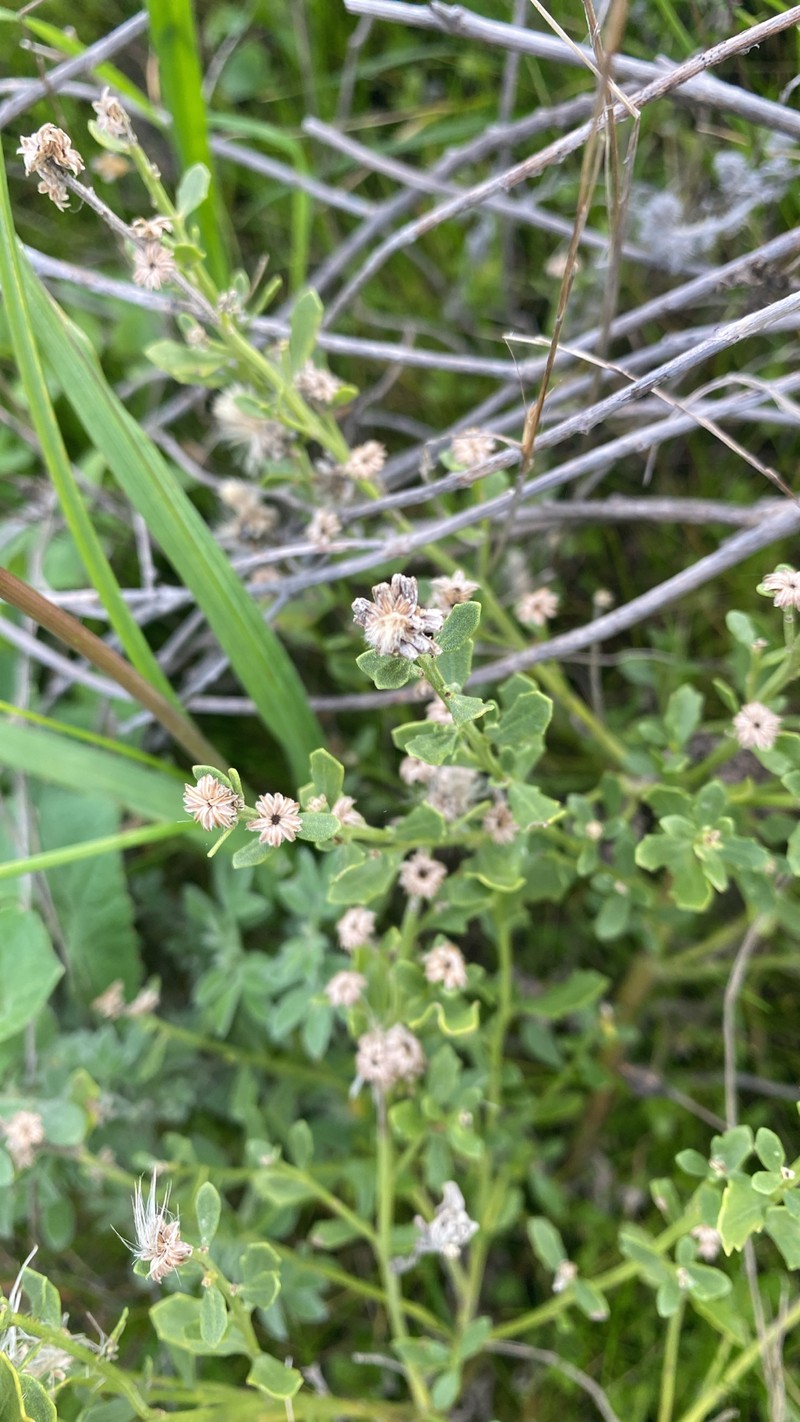 Baccharis pilularis subsp. consanguinea photo 3