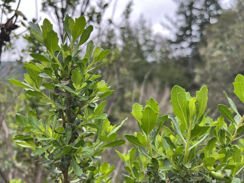 Baccharis pilularis subsp. consanguinea photo 4