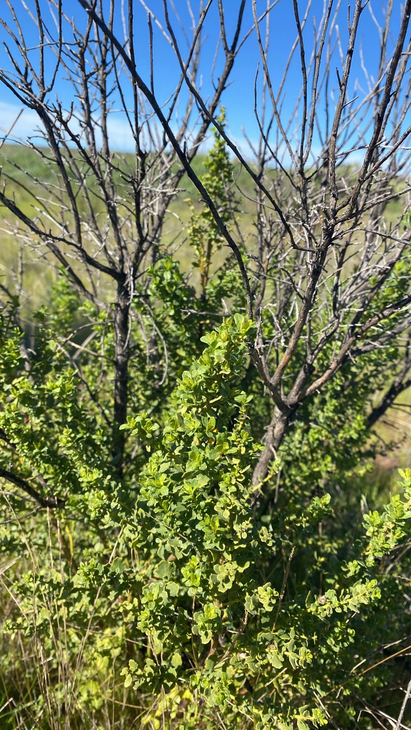 Baccharis pilularis subsp. consanguinea photo 5