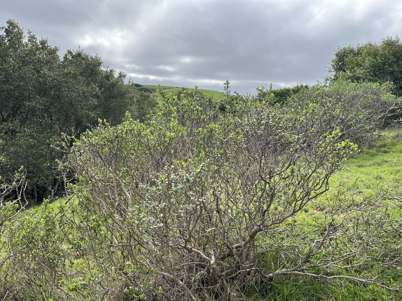 Baccharis pilularis subsp. consanguinea photo 6