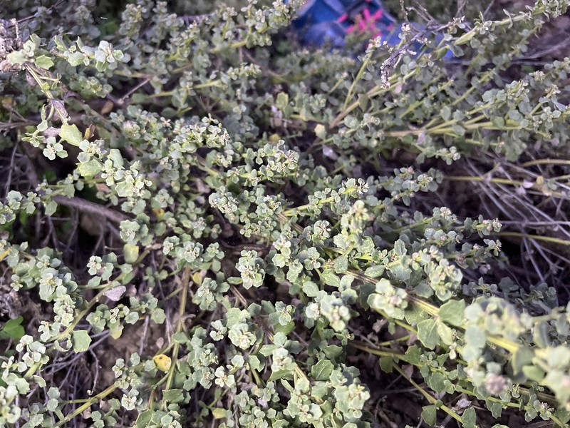 Baccharis pilularis subsp. pilularis