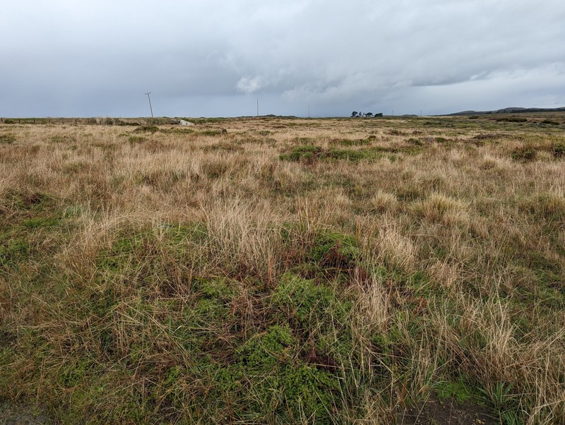 Baccharis pilularis subsp. pilularis photo 2