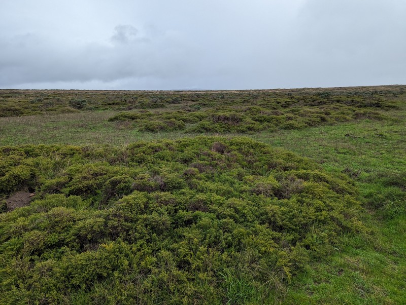Baccharis pilularis subsp. pilularis photo 3