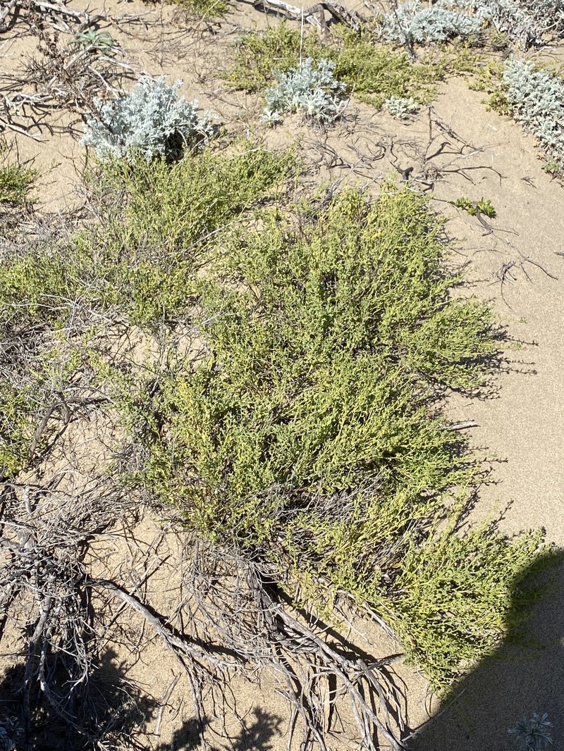 Baccharis pilularis subsp. pilularis photo 4