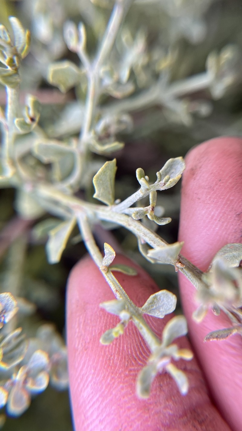 Baccharis pilularis subsp. pilularis photo 5