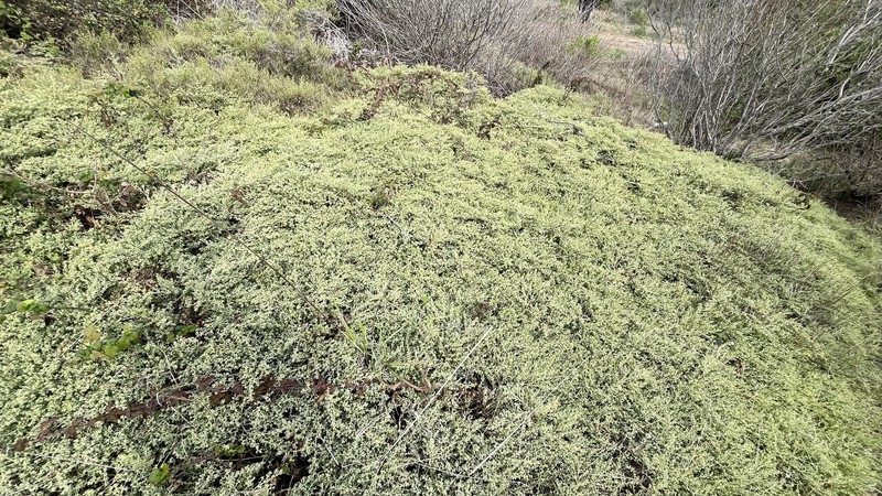 Baccharis pilularis subsp. pilularis photo 6