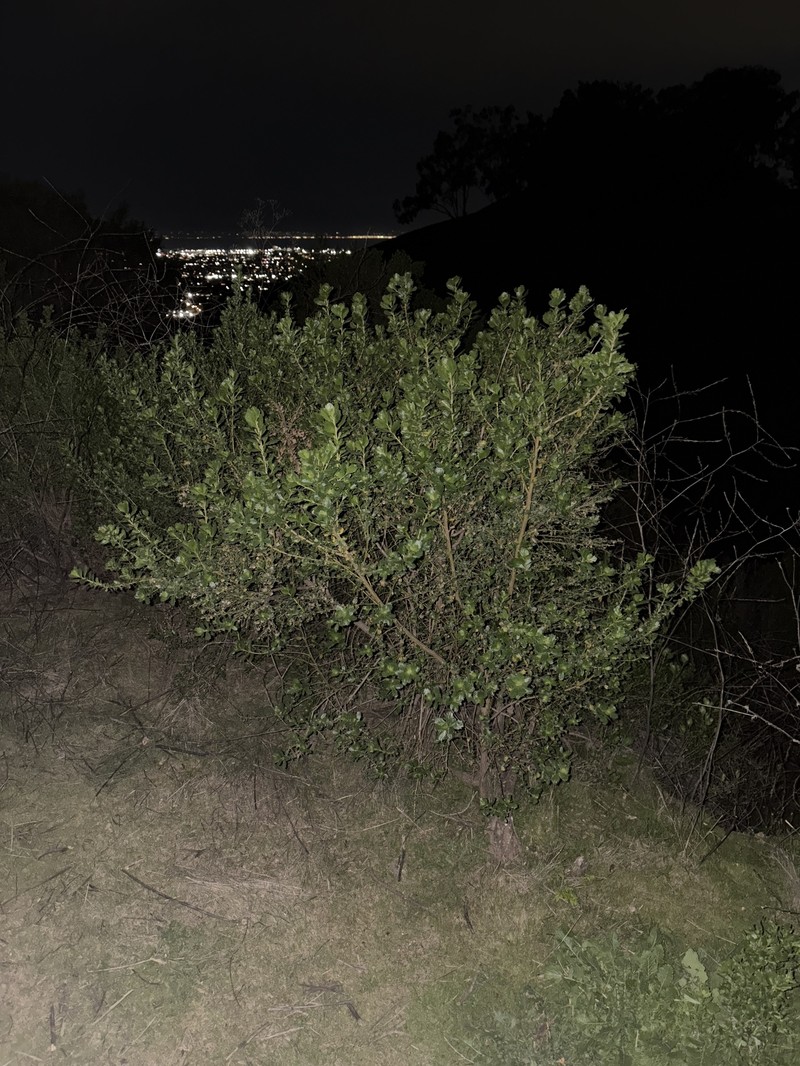 Baccharis pilularis subsp. pilularis photo 7