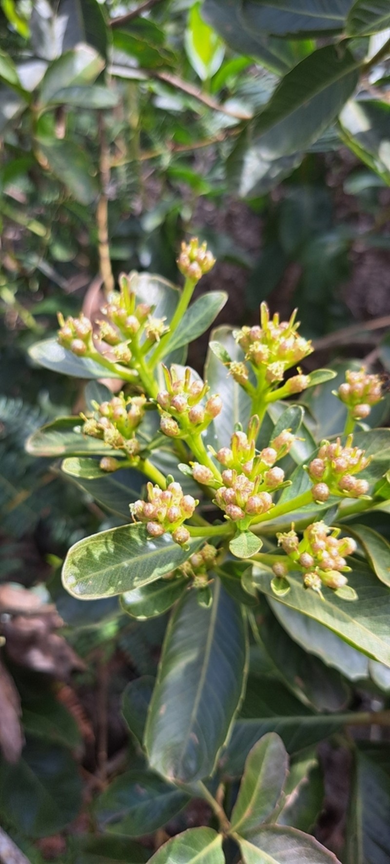 Baccharis platypoda