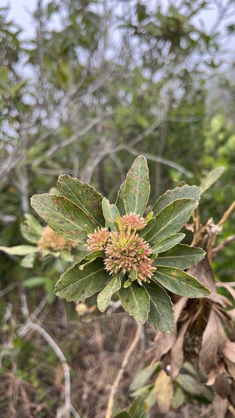 Baccharis platypoda photo 2