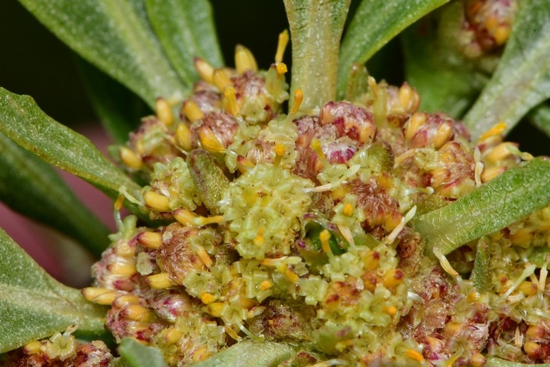 Baccharis platypoda photo 3