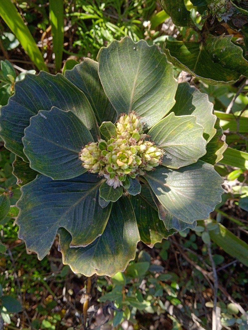 Baccharis platypoda photo 4
