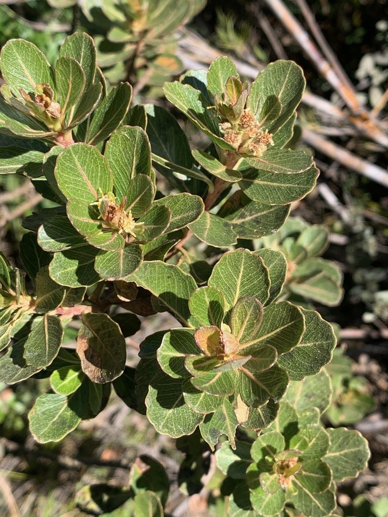 Baccharis platypoda photo 5