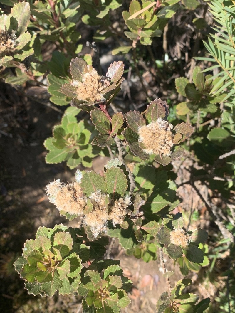 Baccharis platypoda photo 6