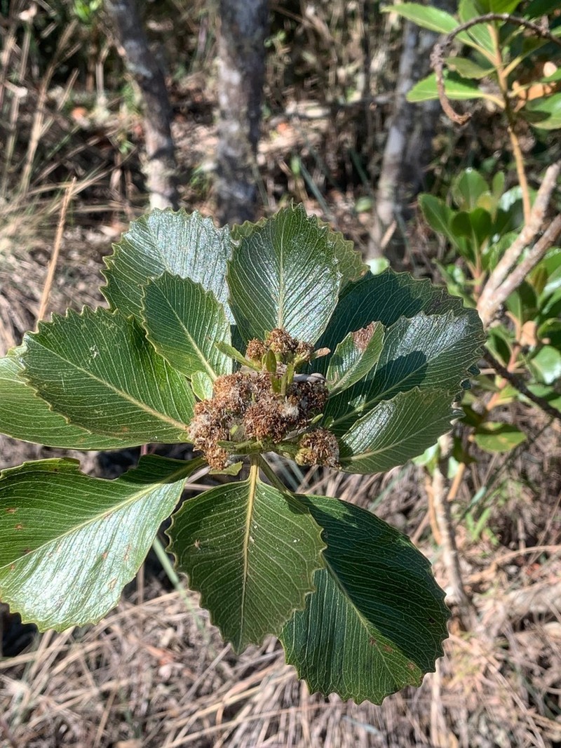 Baccharis platypoda photo 7