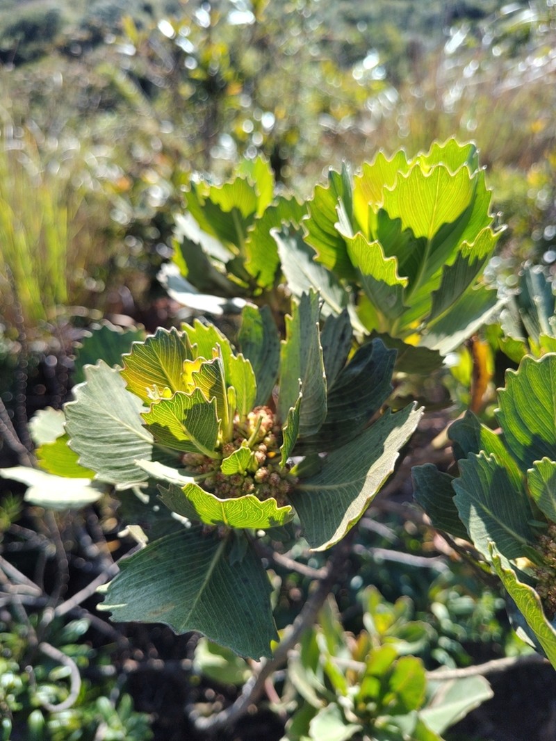 Baccharis platypoda photo 8