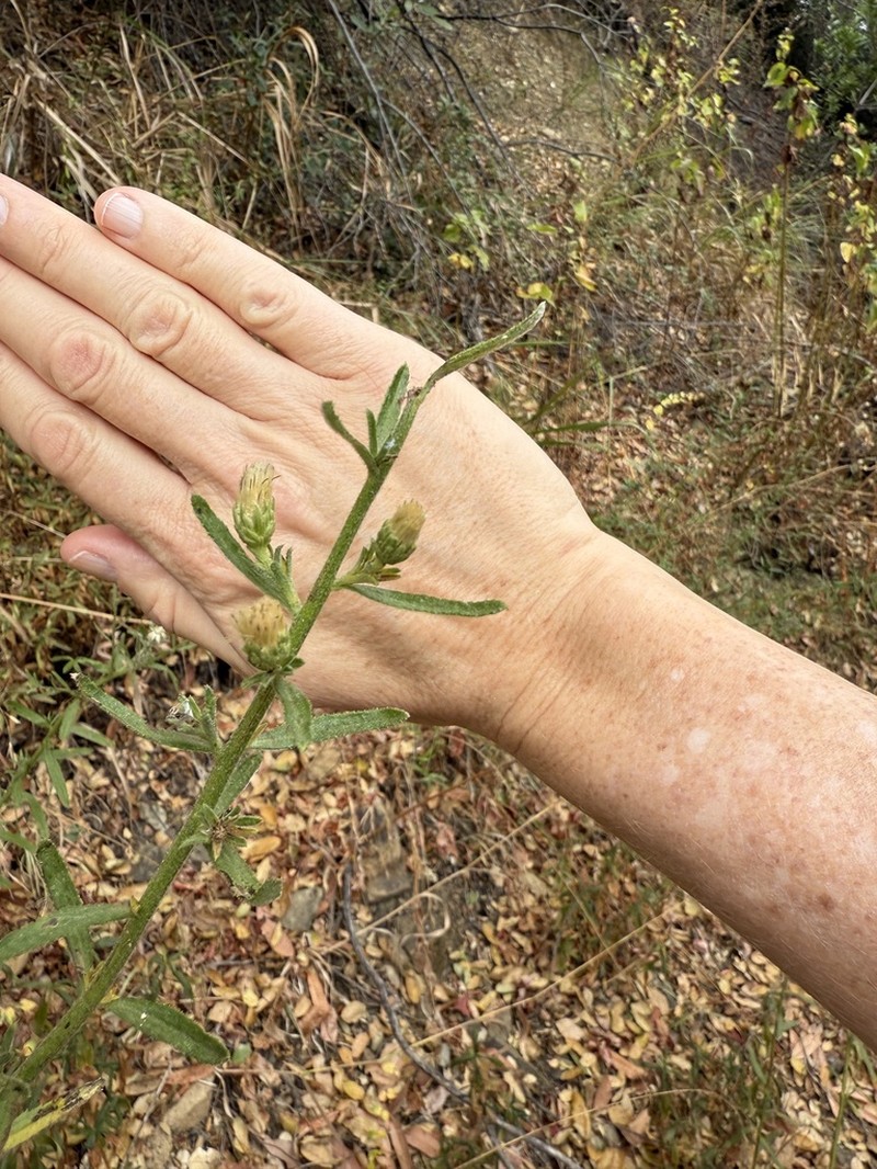 Plummer's Baccharis photo 2