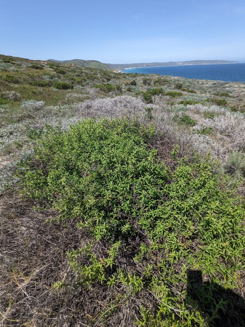 Plummer's Baccharis photo 3