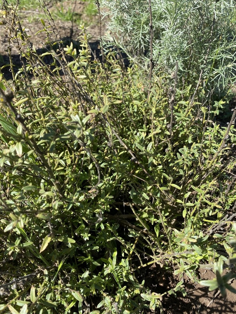 Plummer's Baccharis photo 4