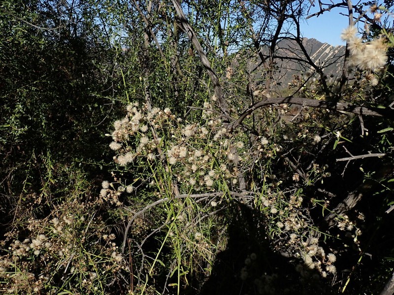 Plummer's Baccharis photo 5