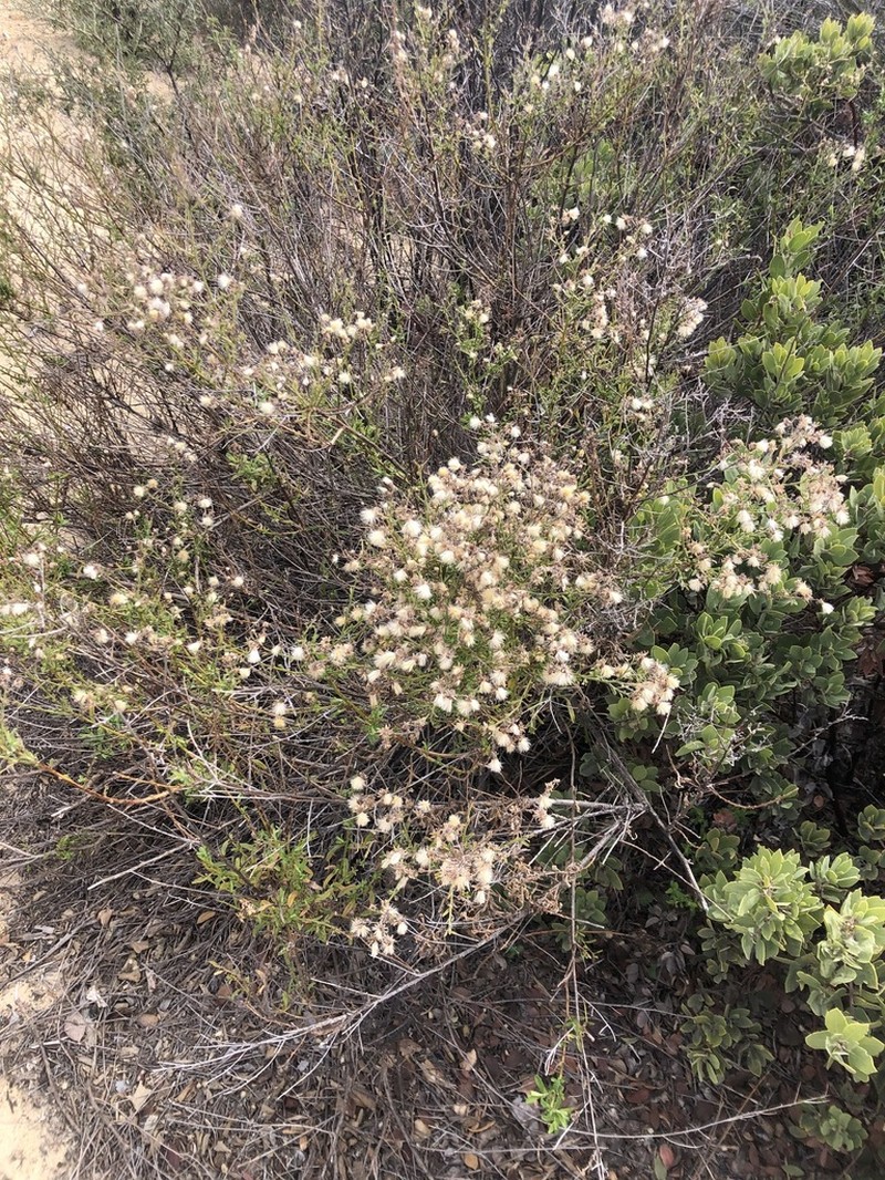Plummer's Baccharis photo 6