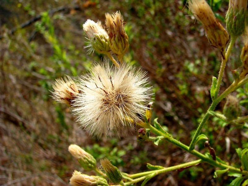 Plummer's Baccharis photo 7